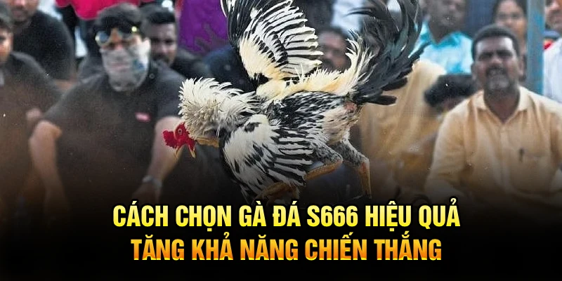 Cách Chọn Gà Đá S666 Hiệu Quả, Tăng Khả Năng Chiến Thắng