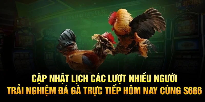 Cập nhật lịch các lượt nhiều người, trải nghiệm đá gà trực tiếp hôm nay cùng S666
