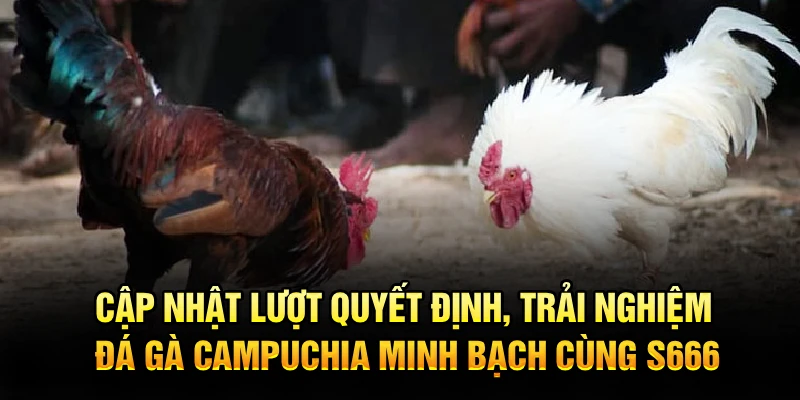 Cập nhật lượt quyết định, trải nghiệm đá gà Campuchia minh bạch cùng S666