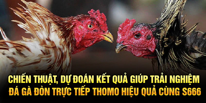 Chiến thuật, dự đoán kết quả giúp trải nghiệm đá gà đòn trực tiếp thomo hiệu quả cùng S666