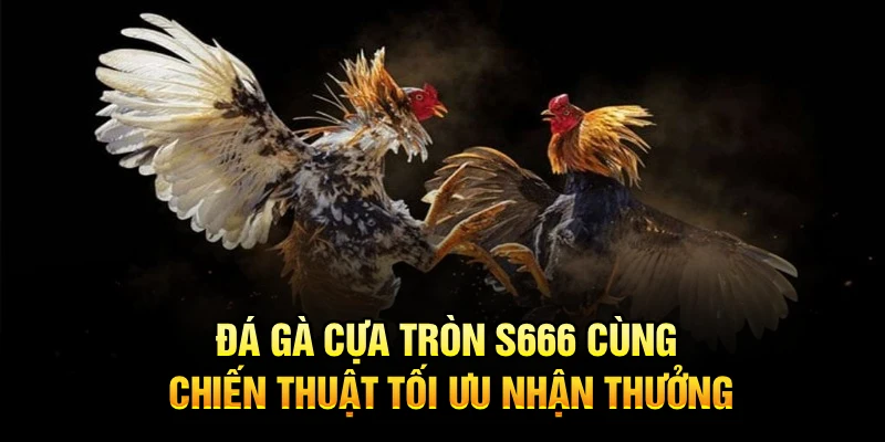 Đá Gà Cựa Tròn S666 Cùng Chiến Thuật Tối Ưu Nhận Thưởng