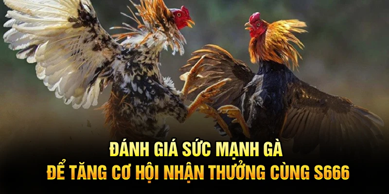 Đánh giá sức mạnh gà để tăng cơ hội nhận thưởng cùng S666