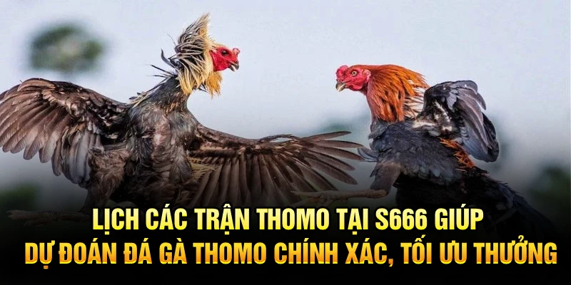 Lịch các trận Thomo tại S666 giúp dự đoán đá gà thomo chính xác, tối ưu thưởng