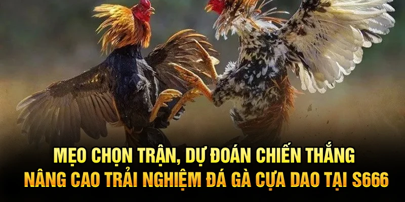 Mẹo chọn trận, dự đoán chiến thắng nâng cao trải nghiệm đá gà cựa dao tại S666