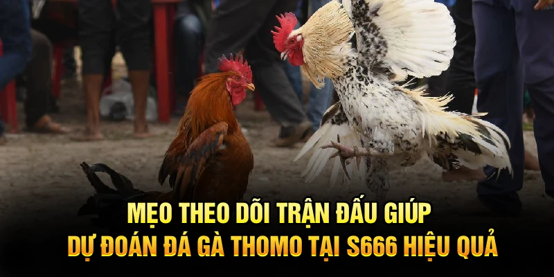 Mẹo theo dõi trận đấu giúp dự đoán đá gà thomo tại S666 hiệu quả