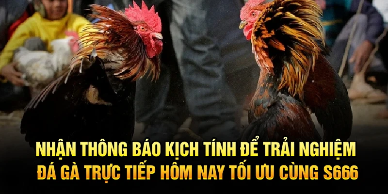 Nhận thông báo kịch tính để trải nghiệm đá gà trực tiếp hôm nay tối ưu cùng S666