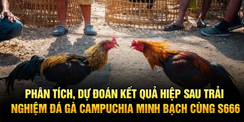 Phân tích, dự đoán kết quả hiệp sau, trải nghiệm đá gà Campuchia minh bạch cùng S666