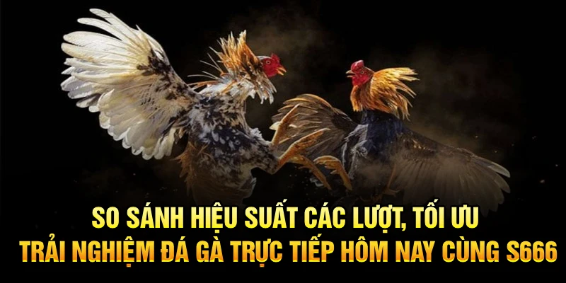 So sánh hiệu suất các lượt, tối ưu trải nghiệm đá gà trực tiếp hôm nay cùng S666