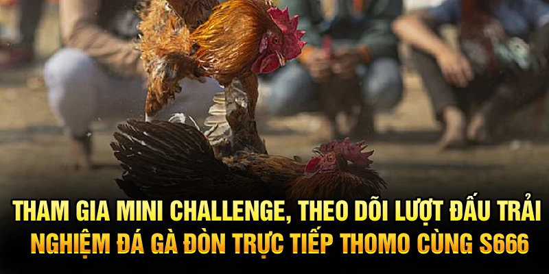 Tham gia mini challenge, theo dõi lượt đấu, trải nghiệm đá gà đòn trực tiếp thomo cùng S666