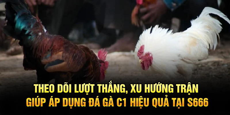 Theo dõi lượt thắng, xu hướng trận giúp áp dụng đá gà C1 hiệu quả tại S666