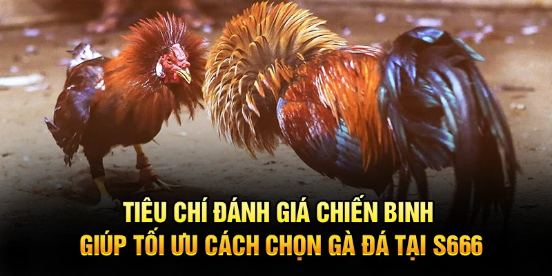 Tiêu chí đánh giá chiến binh giúp tối ưu cách chọn gà đá tại S666