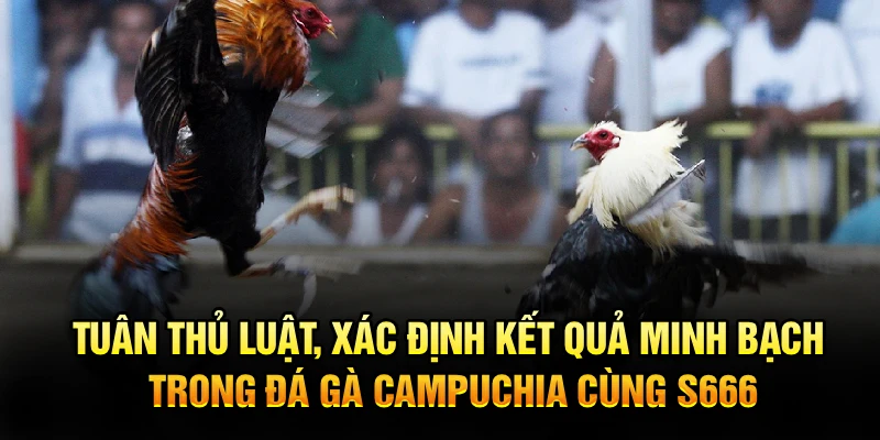 Tuân thủ luật, xác định kết quả minh bạch trong đá gà Campuchia cùng S666